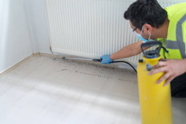 Best Flea Control Services  in Channel Islands Beach, CA